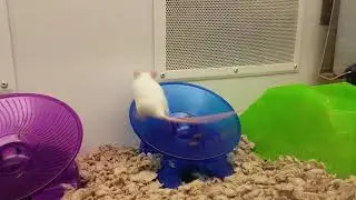 Cute Little Mouse Running on an Exercise Wheel at Petco