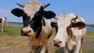 Relaxing Cow Sounds
