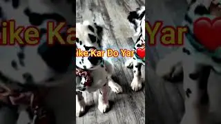 My Viral Twin Dpgs Very Active ❤️❤️ #dog #pets #trending #viral #vlog #animals