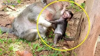 Poor small baby Timo screaming loud angry old mom remove hand&stop milk,Timo still hungry&cry