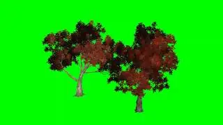 red maple moves in the wind - 