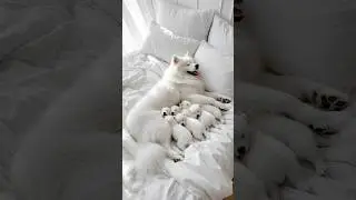 Mama&rsquo;s Nap Time Chaos😴🐾Too Many Wiggles&hellip; But Still Cute💞