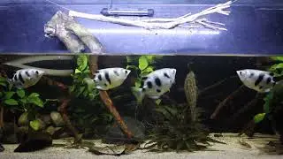 African bush fish (ctenopoma) Jumps for food