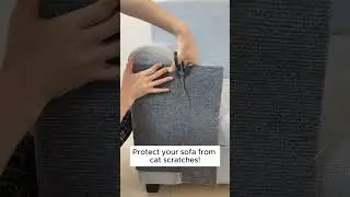 The Best Way to Protect Your Sofa from Cat Scratches!  #couch #sofa #cat