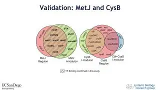 Deconvoluting the Transcriptional Regulatory Network