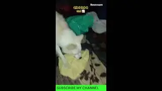 The greatest FIGHT Of PILLU VS FROOTI #live #livestream #dog #dogfight #viral #livefight