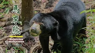 馬來熊Helarctos malayanus
