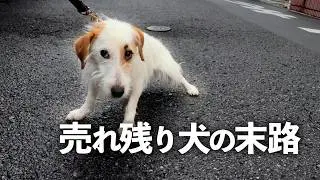 【バグった犬】ペットショップで売れ残った犬の現実