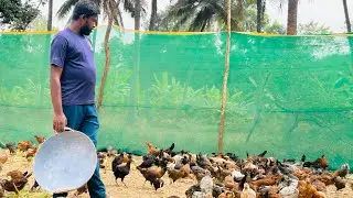 ಕಮ್ಮಿ ಬoಡಾವಳದಿoದ ನಾಟಿಕೋಳಿ ಹೇಗೆ ಸಾಗಾಣಿಕೆ ಮಾಡುವುದು 