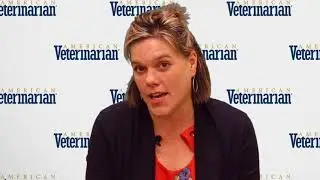 Common Compulsive Disorders in Dogs and Cats