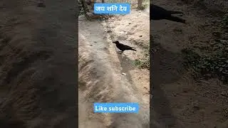 Crow hungry