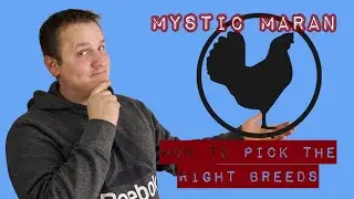 How To: Chicken Breeds for Beginners:  EP 2: The Mystic 