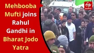 Day after 'security lapse', Rahul Gandhi resumes Kashmir leg of Bharat Jodo Yatra