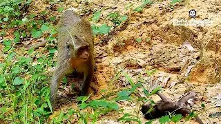 Baby PATRICIA jumps down, causing baby to fall, but did not injure baby, Mum PATTY do not care baby