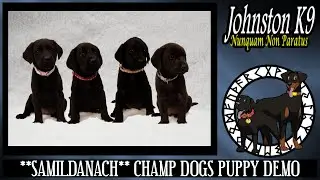 Johnston K9 ** Samildanach ** Champdogs Puppy Demo