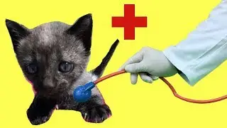 El doctor cuida de mis gatitos bebés Luna y Estrella para niños / Funny cats