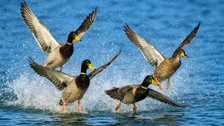 Epic Duck Landing at High Speed! 💦 Water Splash Explosion on the Lake #shorts  #birds #nature