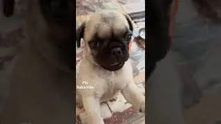 my baby pug dog cute sound