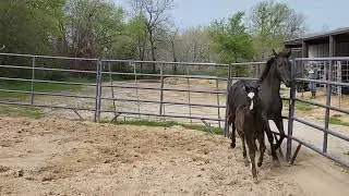 30 day old AQHA blue roan splash white filly by Smoking Sixcess (GUNNER) x Wimpys Little Step mare.