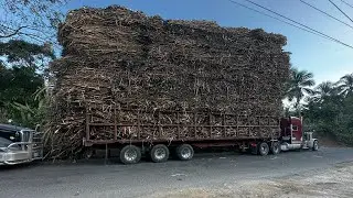 Trucks heavily loaded with sugar navigate dangerous curves.
