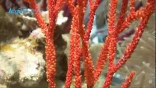 Red Sea Fan (Lophogorgia chilensis) || AquaFishViet.com