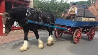 Not just for show! Shire horse George working at Blists Hill Bictorian Town
