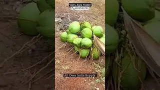 Tamilnadu DJ top quality tender Local Wholesale Supplier | Direct Farm Supply#coconut#vickyagro