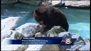 New-and-improved bear exhibit opens at Maine Wildlife Park