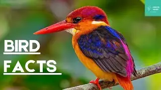 Know about birds which are around us # Bird Facts # Science # Education # Kids.