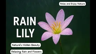 Rain Lily Blooming in Rain | Most Beautiful Flower&nbsp;in&nbsp;Monsoon