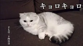 キョロキョロ　こねこ成長日記　千七百二十四日目