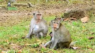 OMG Group Monkey Amber attack Group monkey Amari,Amari group some go seperate