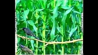 Movie for cats, The Kitty Show, Birds