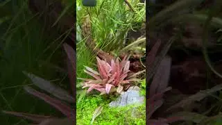 Can you name this plant? #fishkeepinghobby #fishtank #aquascape #fish #planetaquarium