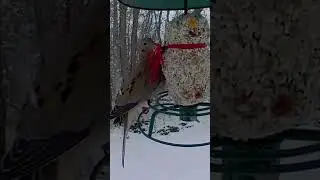 Mourning Dove checking out seed snowman