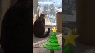 ну вот январь ушёл 🥶☃️ #веселыекоты #юмор #прикольныекоты #cat #кот #видосыоткота #красиваякошка