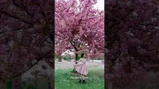 Best spring flowers spots in London. Tips share by London Photographer #viral #viralvideo #london