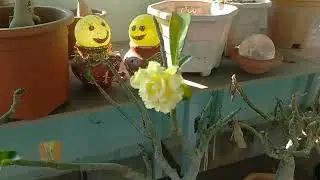 Adenium Yellow 💛 जुम्मा 