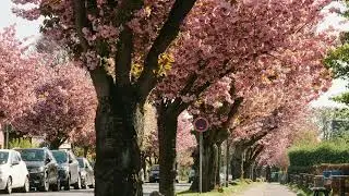 Relaxing Piano Music: Calm Music, Peace Mind
