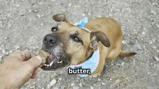 How CBD Oil Can Improve Your Dog&rsquo;s Life | Benefits, Safety & Tips for Pet Owners