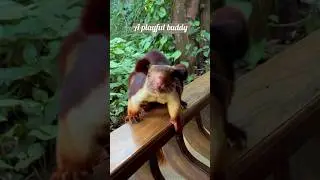 Playing with Malabar Giant Squirrel | closest encounter #clickatale #wildlifeanimals