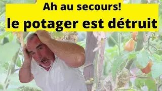 Les maladies ont tout détruit au potager au nord
