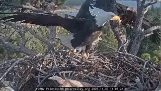 Shadow and Jackie chase away the uninvited guest Juvenile 30.11.2025 @FOBBVCAM