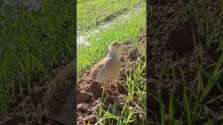 Desi Teetar Sounds | Early Morning Francolin#desiteetar #grayfrancolin #morningbirds #nature #wild