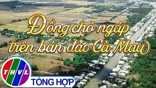 Chuyện kể đất phương Nam: Đồng chó ngáp trên bán đảo Cà Mau