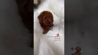 Pure Breed Top Quality Toy Poodle Puppies Available #toypoodle #minipoodle #poodlepuppies #teacup