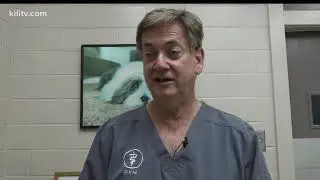 Veterinarian warns pet owners of toxic toads