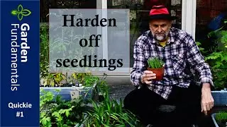 Hardening Off Seedlings ⏳⌚️⌛️ Garden Quickie #1