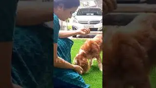 കൂട്ടിൽ കേറില്ല എന്ന് ശപഥം ചെയ്യ്ത മനസ്സാണ് അയാളുടെ | Cocker Spaniel |