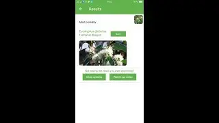 PlantSnap identifies a Tasmanian bluegum (Eucalyptus globulus)
